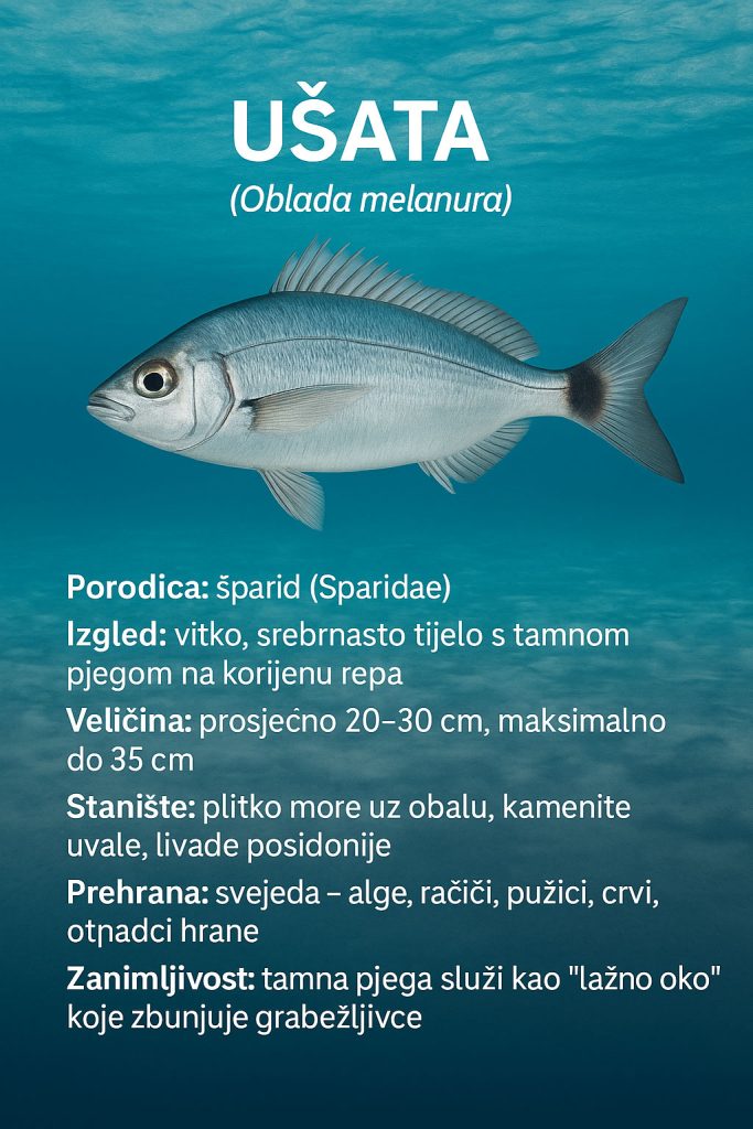 ušata, Oblada melanura, očada