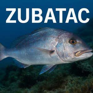 Dentex dentex, zubatac