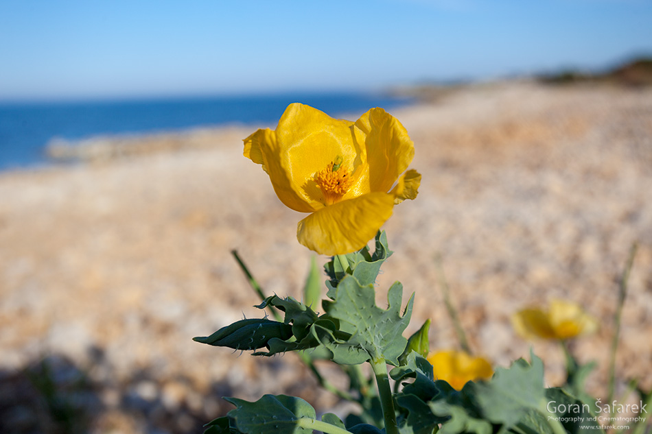 primorska makovica, Glaucium flavum