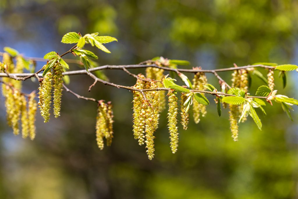 obični grab, Carpinus betulus