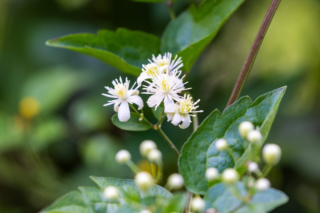 obična pavitina, Clematis vitalba