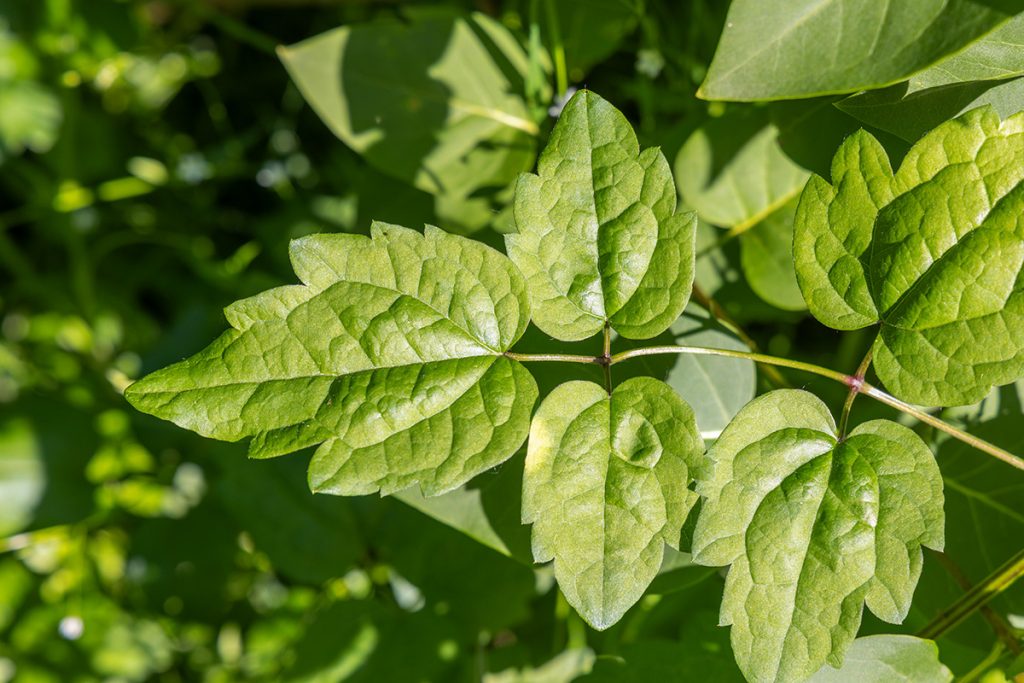 obična pavitina, Clematis vitalba