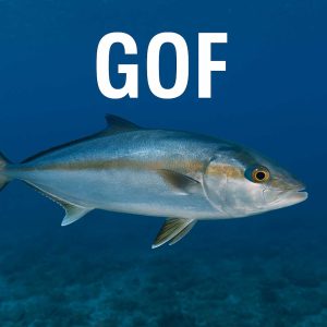 gof, Seriola dumerili