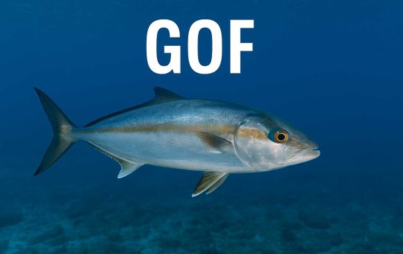 gof, Seriola dumerili