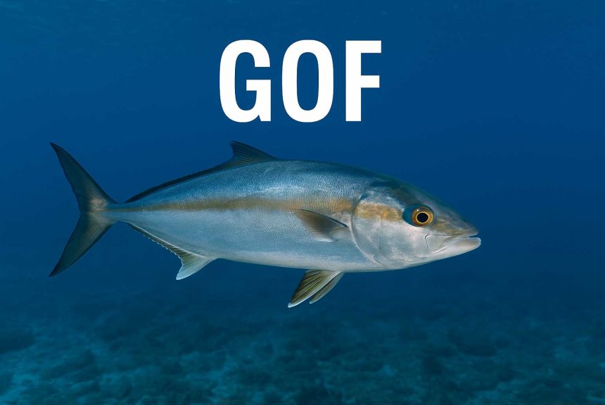 gof, Seriola dumerili