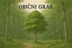 obični grab, Carpinus betulus