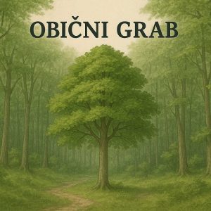 obični grab, Carpinus betulus