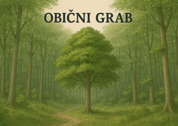 obični grab, Carpinus betulus