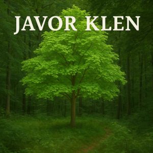 javor klen, Acer campestre