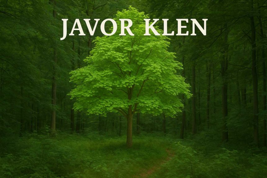 javor klen, Acer campestre