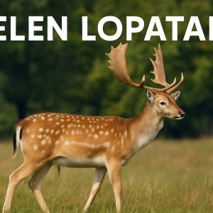 jelen lopatar, Dama dama