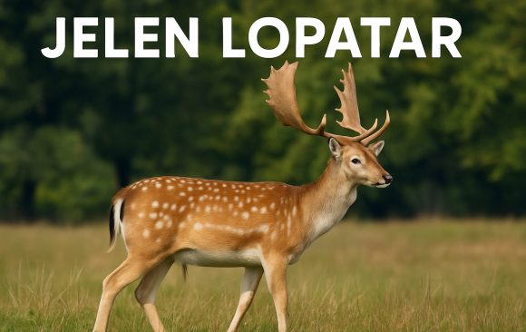 jelen-lopatar jelen lopatar, Dama dama