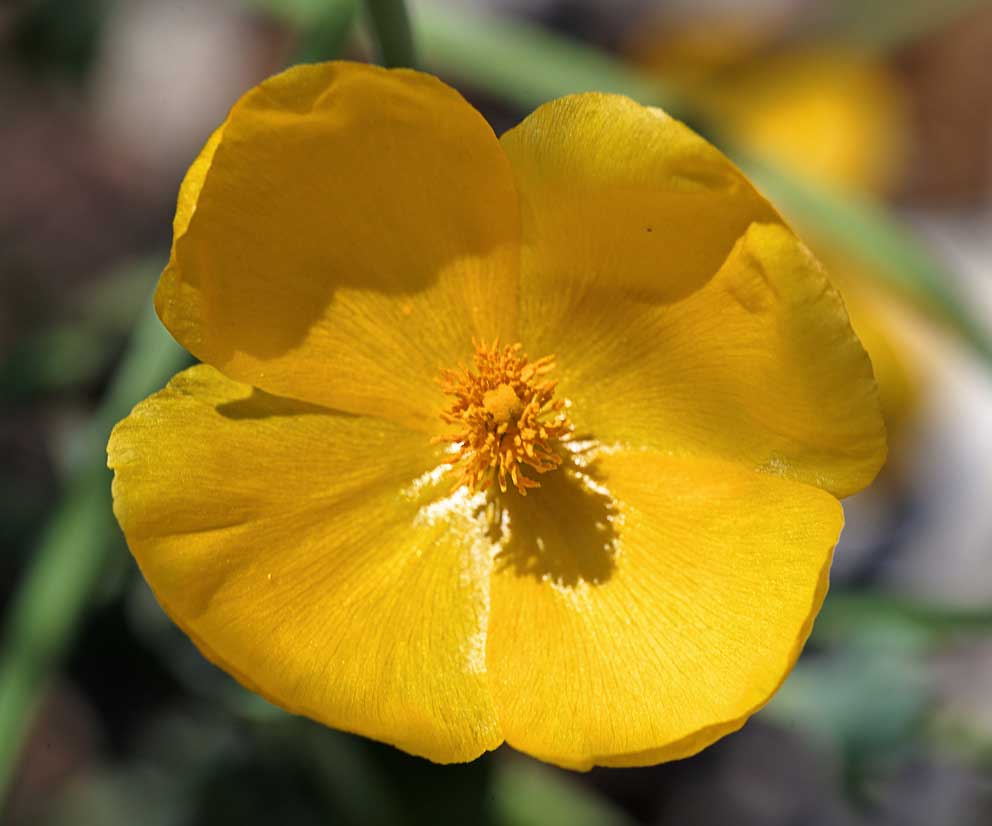 primorska makovica, Glaucium flavum