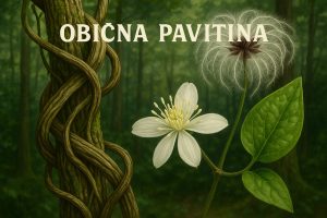 obična pavitina, Clematis vitalba