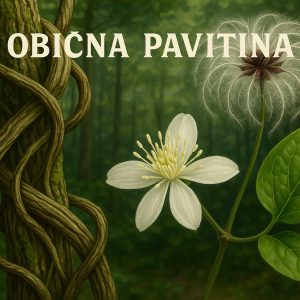 obična pavitina, Clematis vitalba
