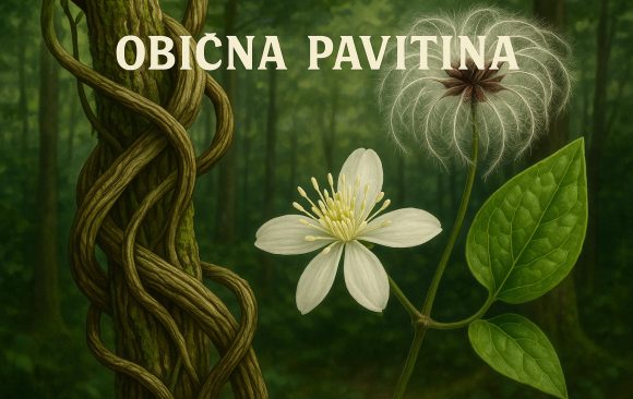 obična pavitina, Clematis vitalba