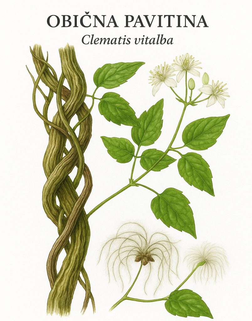 obična pavitina, Clematis vitalba