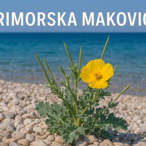 primorska makovica, Glaucium flavum