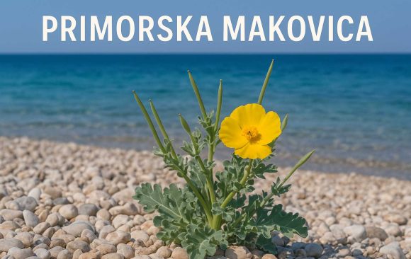 primorska makovica, Glaucium flavum
