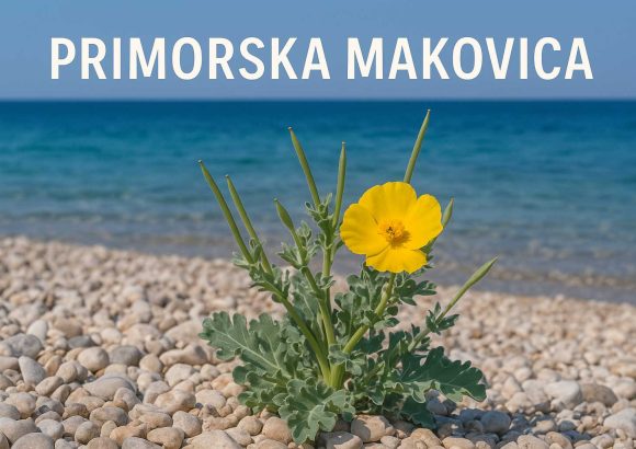 primorska makovica, Glaucium flavum
