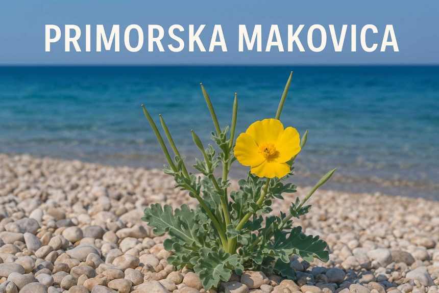 primorska makovica, Glaucium flavum