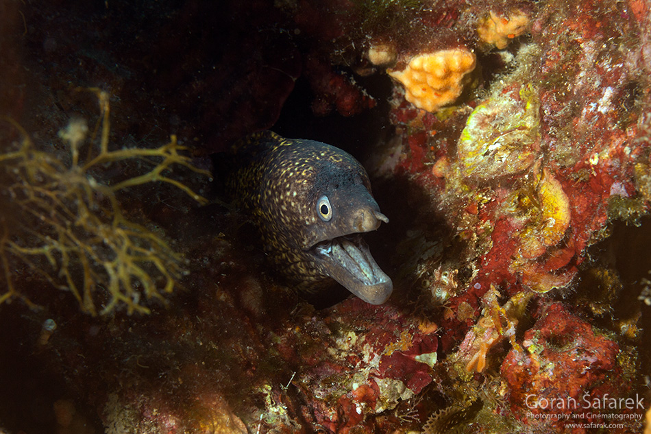 Muraena helena, murina