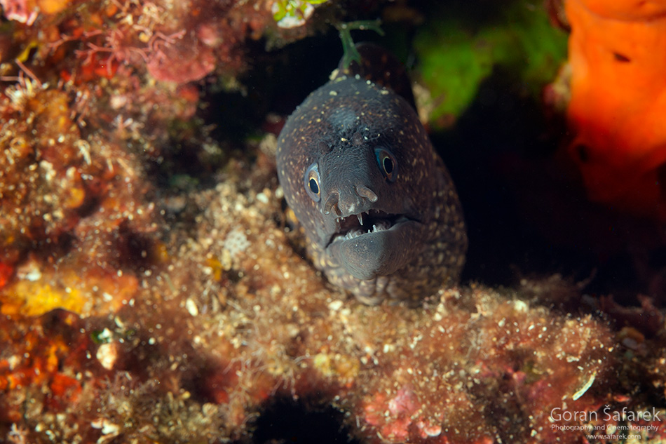 Muraena helena, murina