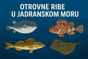 otrovne ribe u Jadranskom moru