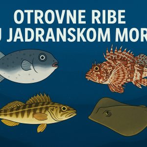 otrovne ribe u Jadranskom moru