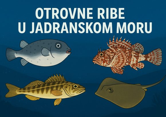 otrovne ribe u Jadranskom moru