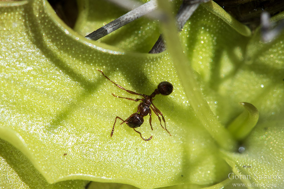 tustica kukcolovka, inguicula vulgaris
