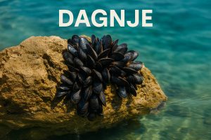 dagnje, Mytilus galloprovincialis