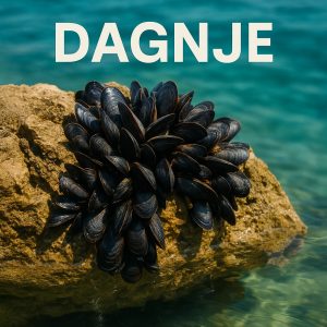 dagnje, Mytilus galloprovincialis