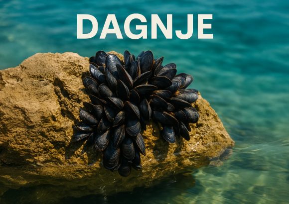 dagnje, Mytilus galloprovincialis