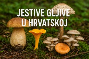 jestive gljive u Hrvatskoj