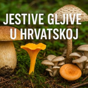 jestive gljive u Hrvatskoj