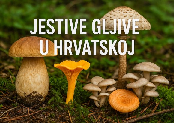 jestive gljive u Hrvatskoj