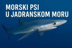 morski psi u Jadranskom moru
