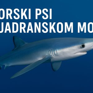 morski psi u Jadranskom moru