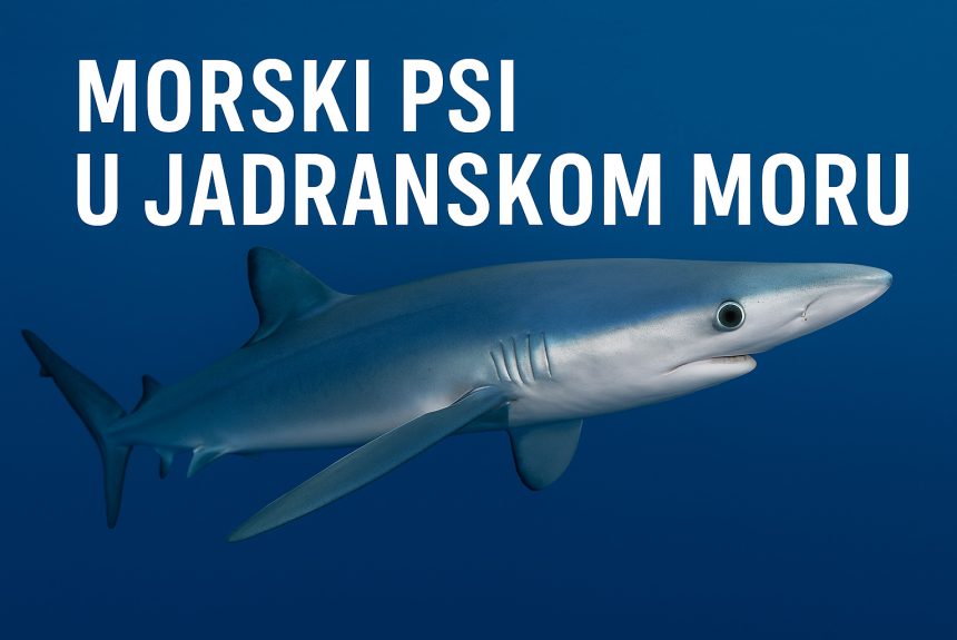morski psi u Jadranskom moru