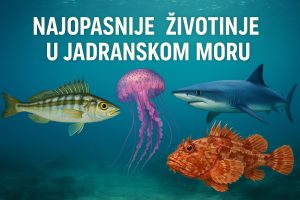 najopasnije životinje u Jadranskom moru