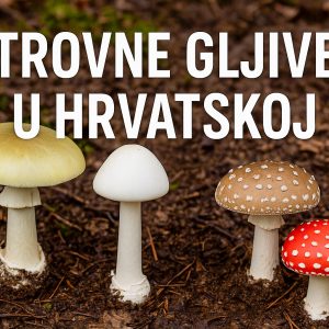 Otrovne gljive u Hrvatskoj: kako ih prepoznati i izbjeći trovanje