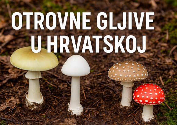 Otrovne gljive u Hrvatskoj: kako ih prepoznati i izbjeći trovanje