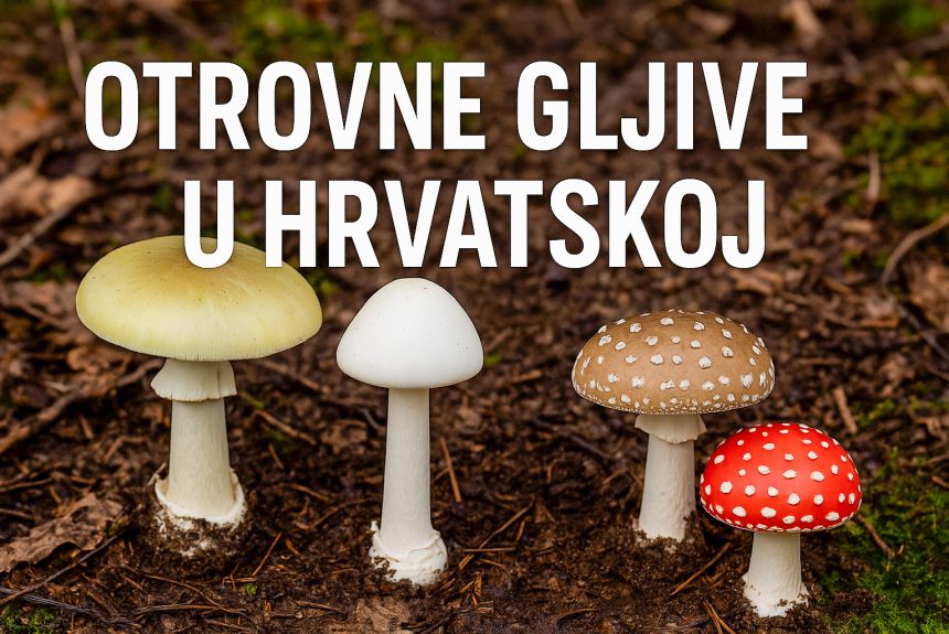Otrovne gljive u Hrvatskoj: kako ih prepoznati i izbjeći trovanje