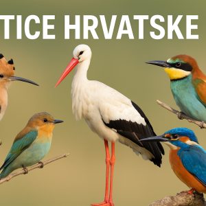 ptice hrvatske