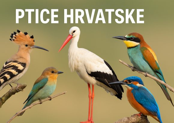 ptice hrvatske