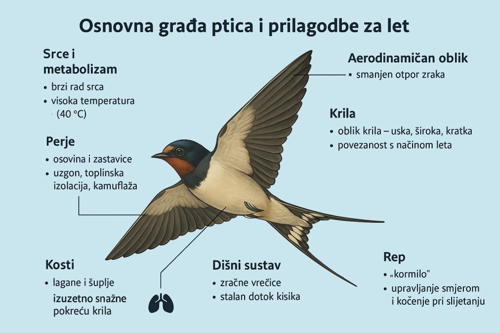 ptice Hrvatske