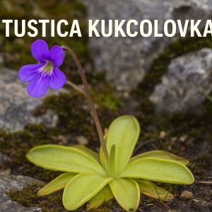 tustica kukcolovka, inguicula vulgaris