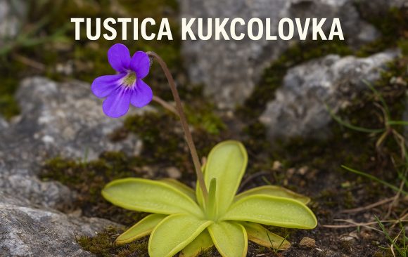 tustica kukcolovka, inguicula vulgaris