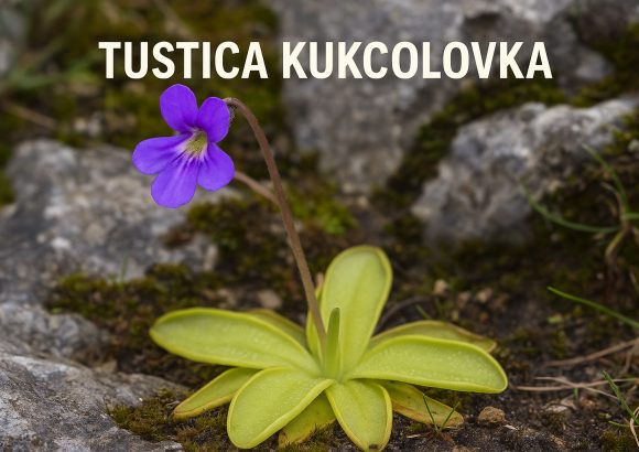 tustica kukcolovka, inguicula vulgaris